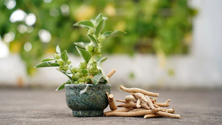 What Is Ashwagandha? A Scientific Guide to Stress, Cortisol, and Mental Resilience