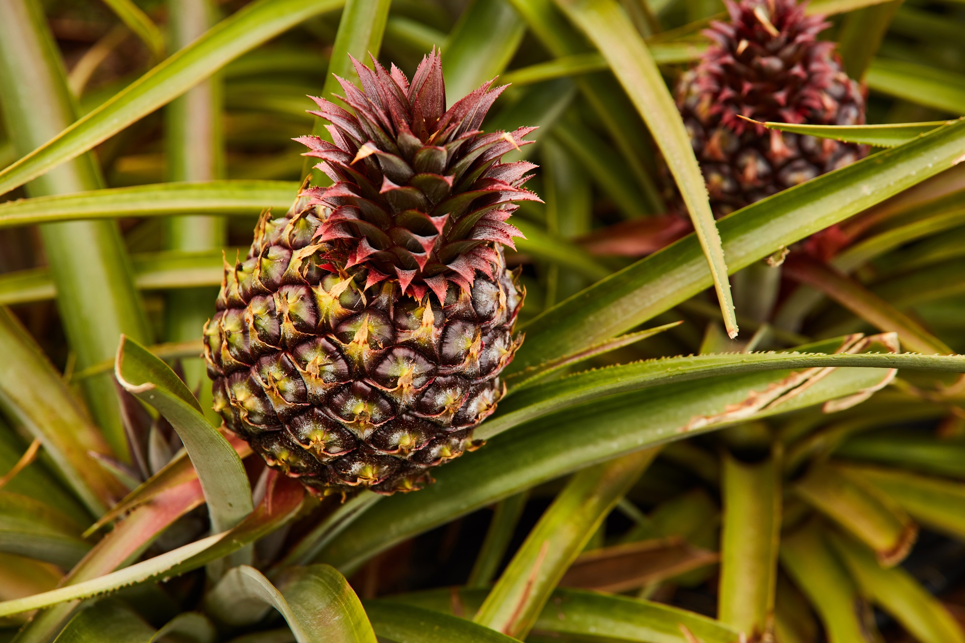 BROMELAİN: ŞAŞIRTICI SAĞLIK FAYDALARINA SAHİP ANANAS ENZİMİ