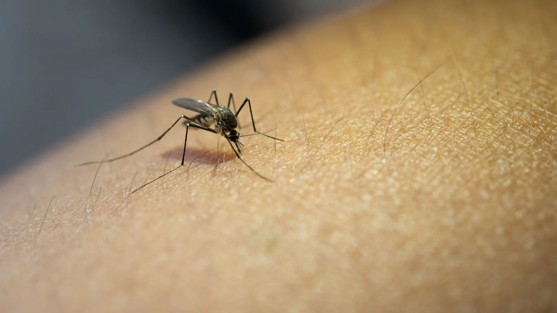 Çin (Guangdong) Bölgesinde 2025 Yılında Görülen Chikungunya Salgını: Epidemiyolojik ve Kontrol Yaklaşımları