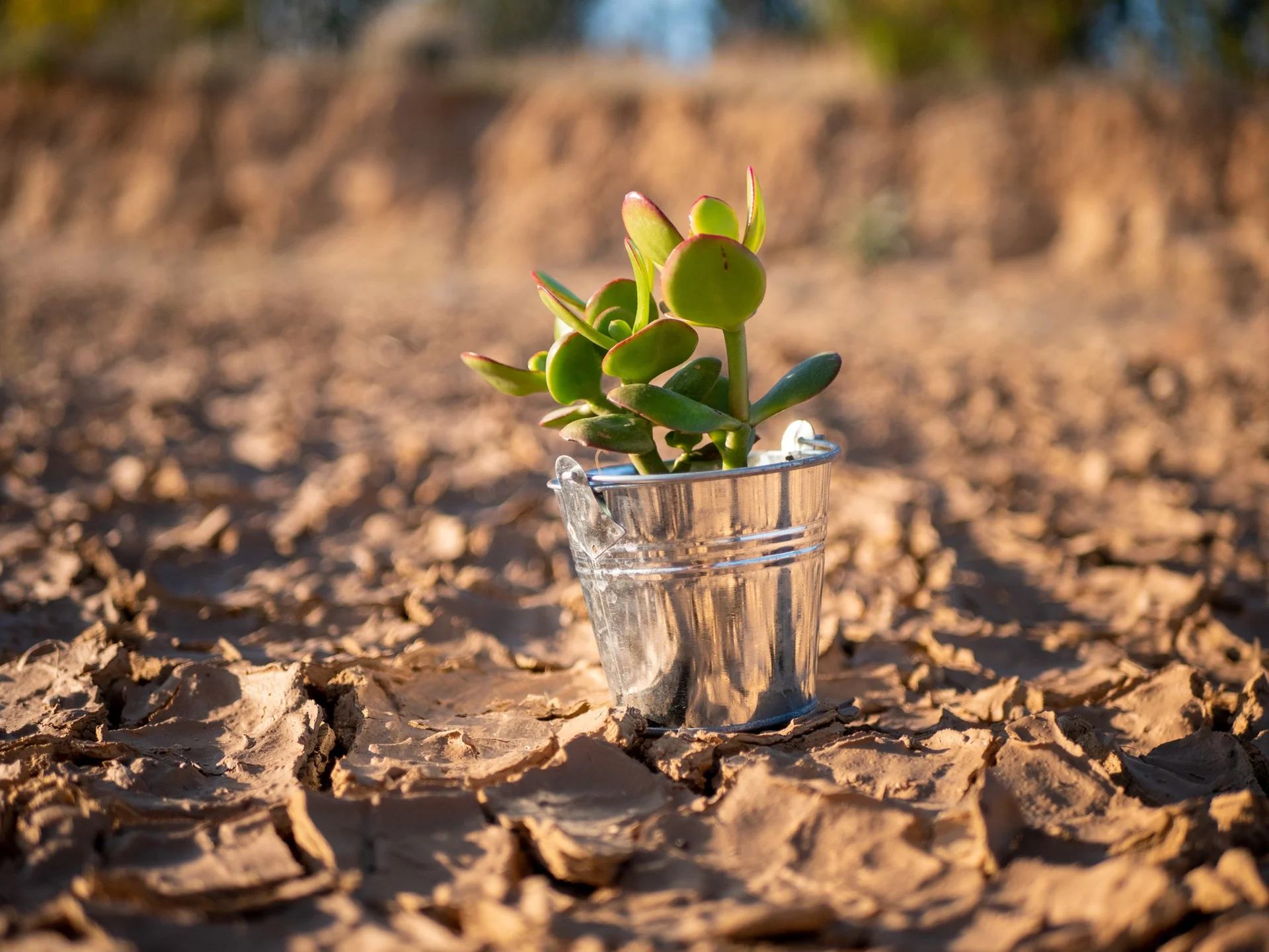 Climate Crisis and Our Health